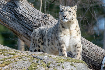 View of snow leopard 