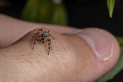 Close-up of insect on hand