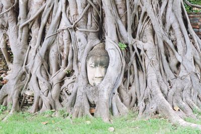 Buddha statue amidst roots