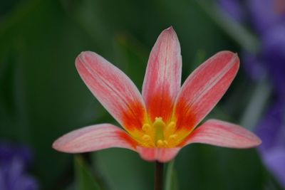 Close-up of red flower