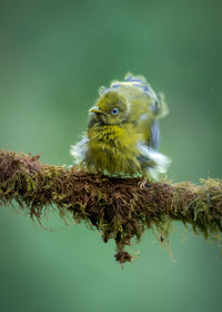 Bird perching on a branch