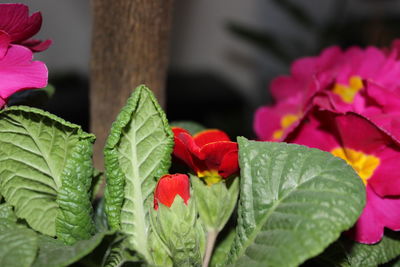 Close-up of pink flowering plant