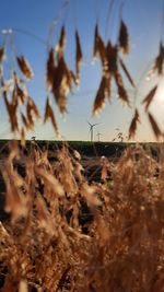 Surface level of crops on field against sky