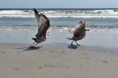 Seagull flying over beach