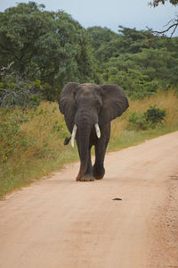 Elefant walking 