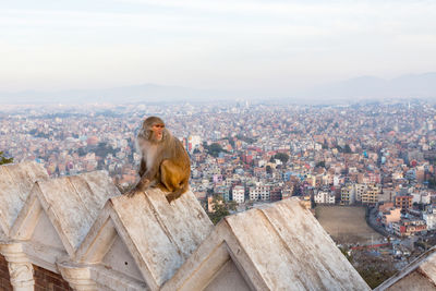 Monkey sitting on retaining wall against cityscape