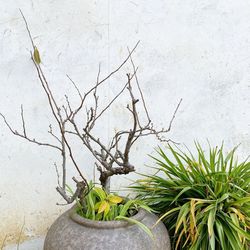 High angle view of potted plant on wall