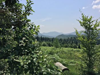 Scenic view of mountains