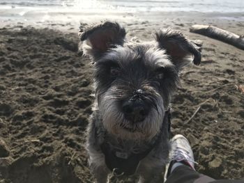 Portrait of dog on beach