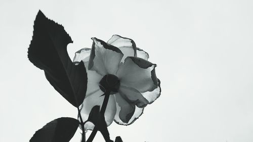 Low angle view of leaves against white background