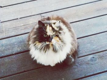 Cat sitting on wooden floor