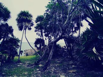 Trees growing on field against sky