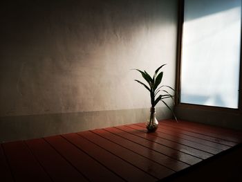 Potted plant on table against window at home