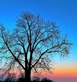 Silhouette bare tree against clear blue sky