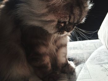 Close-up of a cat looking away