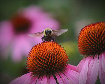 Close-up of honey bee on coneflower
