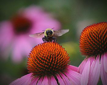 Close-up of honey bee on coneflower