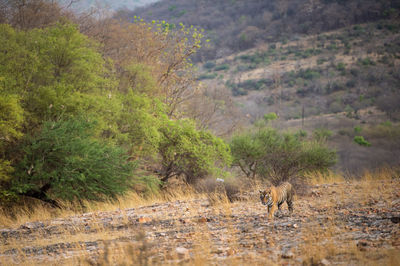 View of an animal on landscape