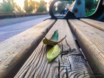 Close-up of grasshopper on wooden bench, naturally 