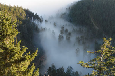 Panoramic view of trees against sky