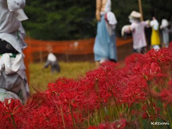 Close-up of red flowering plant