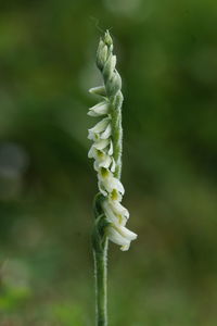 Close-up of plant
