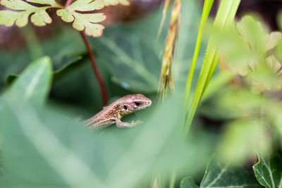 Close-up of insect on plant