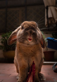 Dwarf rabbit grimaces.