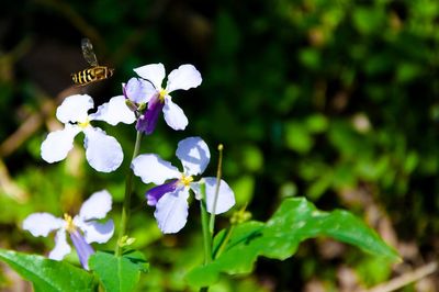 Close-up of insect flying around flowers