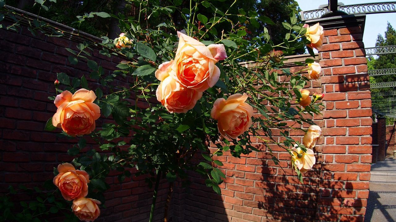 flower, leaf, plant, fragility, growth, freshness, rose - flower, petal, nature, front or back yard, high angle view, day, outdoors, dry, no people, autumn, wall - building feature, orange color, close-up, beauty in nature