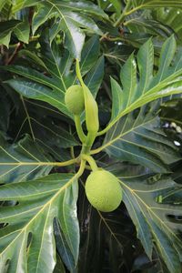 Close-up of fruit growing on tree