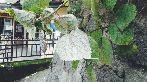 Plants hanging from tree