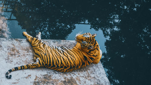 Tiger in a lake