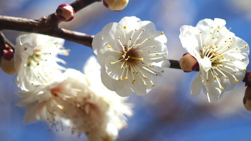 Low angle view of white flowers blooming in park