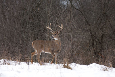 View of deer standing on snow covered land
