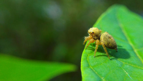 Close-up of insect on leaf