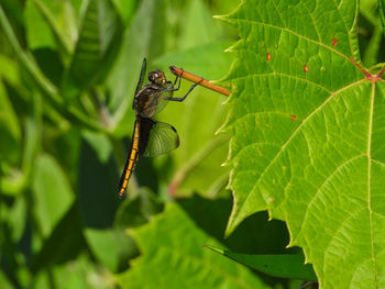 Close-up of insect on leaves