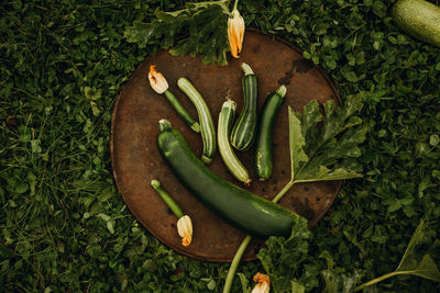 Zucchini, different in color and shape on dish against background of green grass