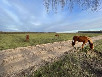 Horses grazing in a field