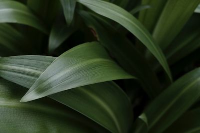 Close-up of green plant