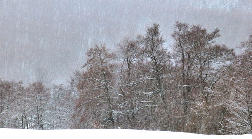 Trees on snow covered landscape