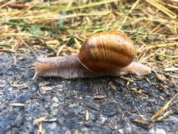 Close-up of snail on land