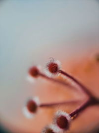 Close-up of dandelion flower against sky during sunset