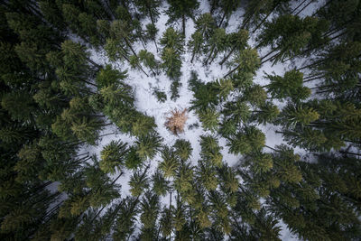 Pine trees in forest against sky