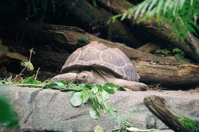 Close-up of a turtle in the field