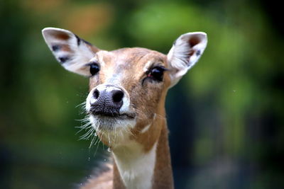 Close-up portrait of dog