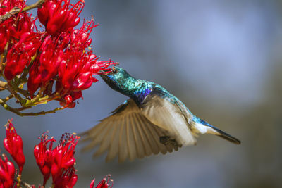 Close-up of red bird flying