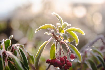 Close-up of flowering plant