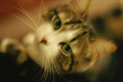 Close-up portrait of a cat