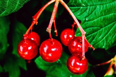 Close-up of cherries on plant